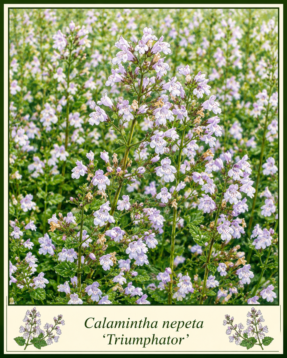 Calamintha nepeta 'Triumphator'.png